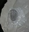 Elrathia Trilobite In Matrix - Utah #6727-1